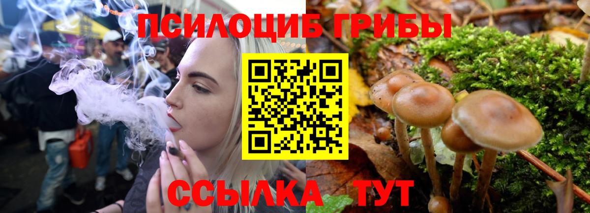 Людиново  Псилоцибиновые грибы Psilocybe  Вход с VPN 